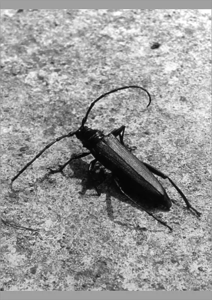 Musk Beetle
