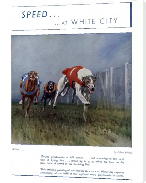 Greyhound racing at White City