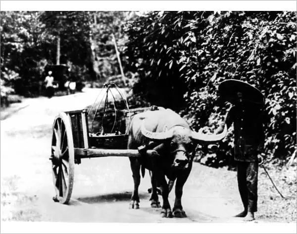Buffalo and Cart
