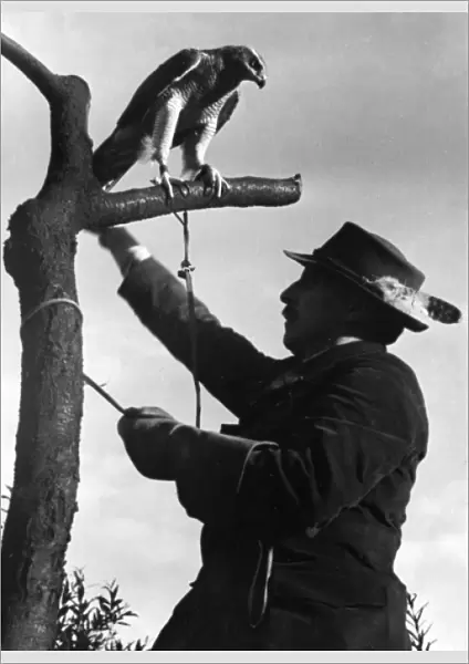 Falconry : on a Tree