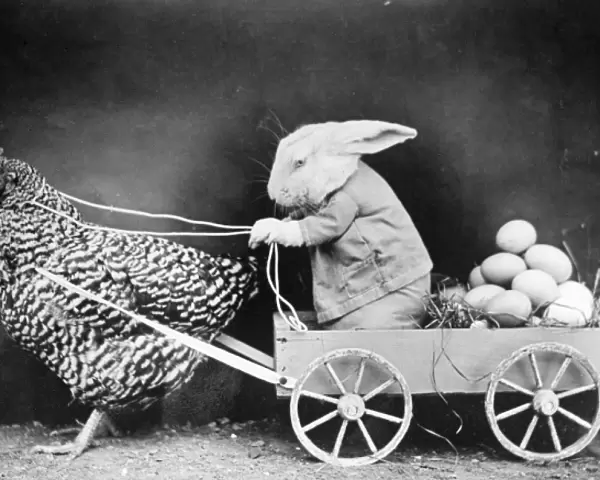 Rabbit in Hen Cart