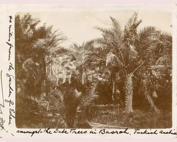 Date Palms, Basra, Iraq