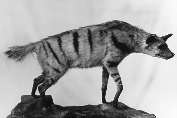 aRDWOLF. A stuffed Aardwolf, similar to a hyena, native to southern