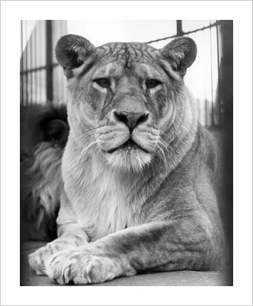 LIONESS. A proud lioness. Date: 1960s