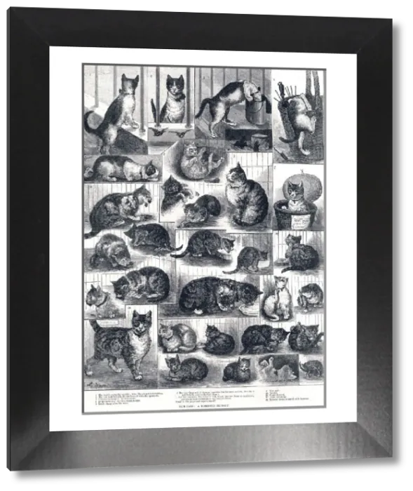 Framed Print : 'Our Cats: A Domestic History' Print, 1884