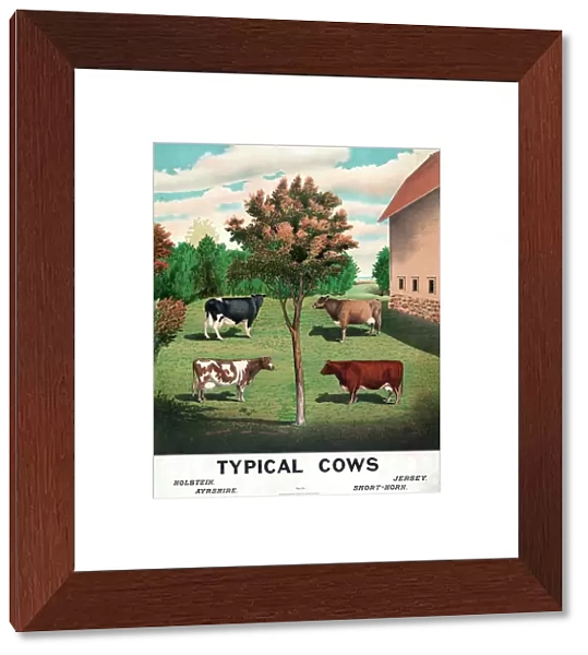 Typical cows