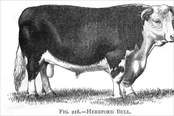 Cattle  /  Hereford Bull
