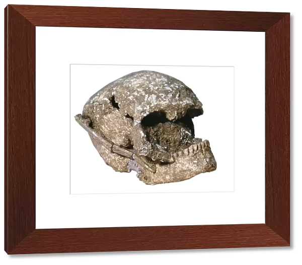Cro-Magnons skull (2800-2500 BC). Catalan Sepulcres