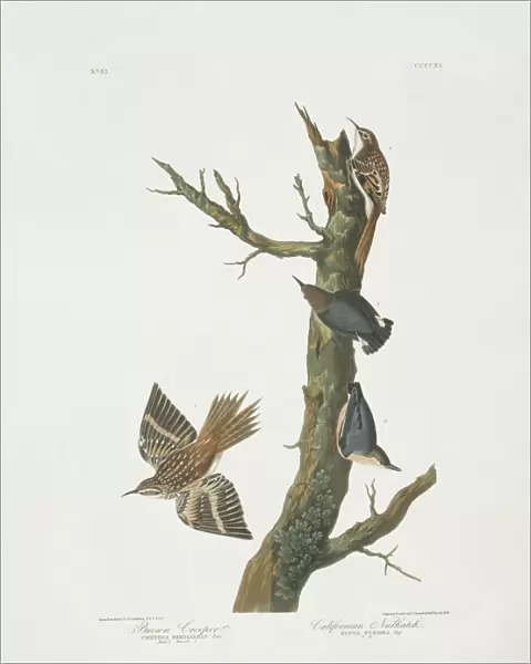 Certhia americana, brown creeper, Sitta pygmaea, pygmy nutha