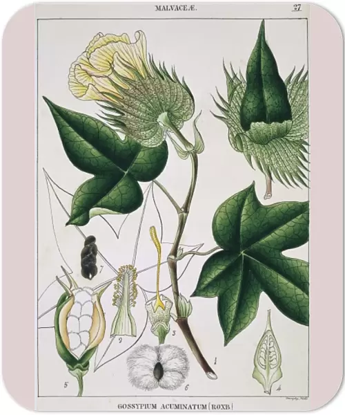 Gossypium acuminatum, cotton