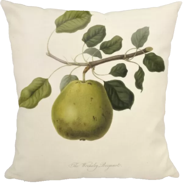 Pyrus sp. pear (Wormsley Bergamot Pear)