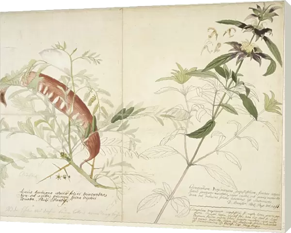 Monarda punctata, horsemint (right) & Gleditsia tracanthos