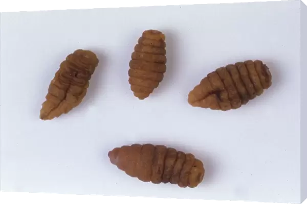 Cordylobia anthropophaga, tumbu fly larvae