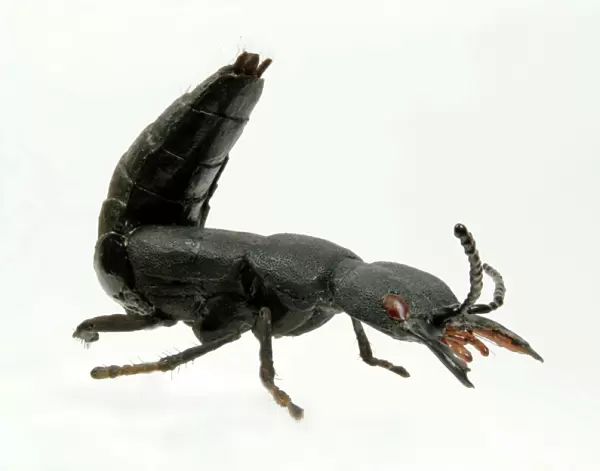 Jigsaw Puzzle of Ocypus olens, devils coach horse beetle model