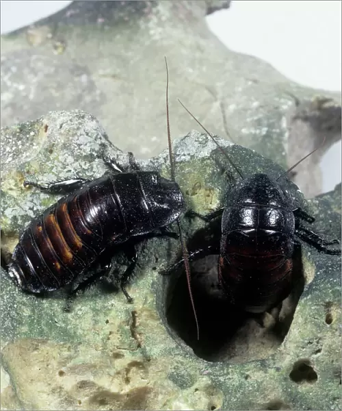 Gromphadorhina portentosa, hissing cockroach