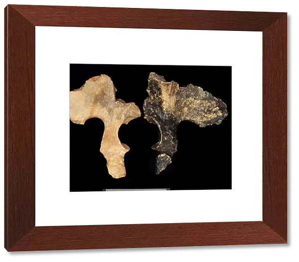 Homo heidelbergensis (Broken Hill) & Homo erectus pelvis (