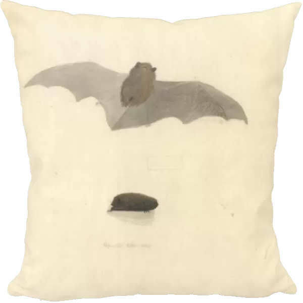 Chalinolobus tuberculatus, long-tailed wattled bat