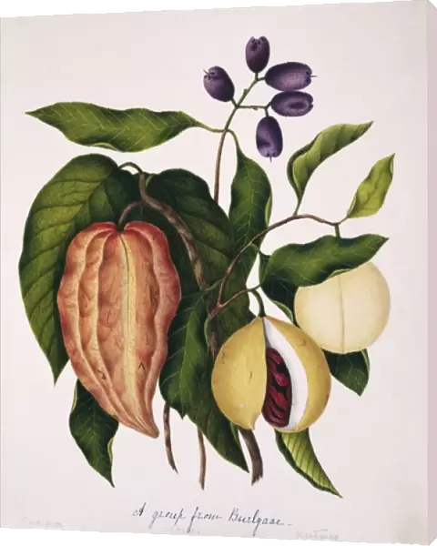 Theobroma cacao, cocoa; Syzygium aromaticum, cloves; Myristi