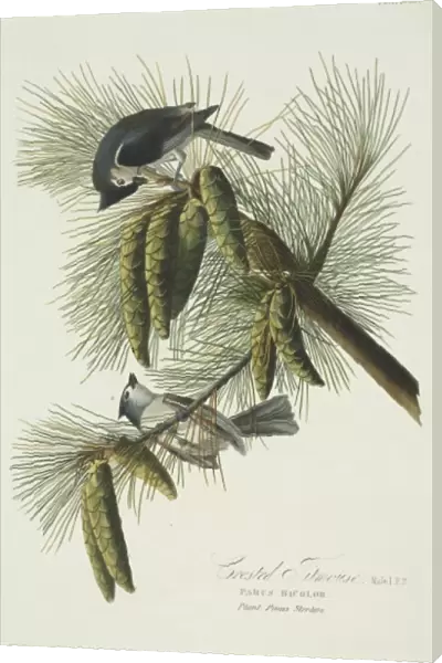 Parus bicolor, tufted titmouse