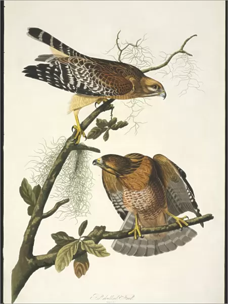 Buteo lineatus, red-shouldered hawk