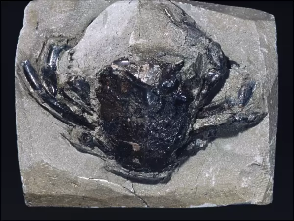Swimming crab fossil