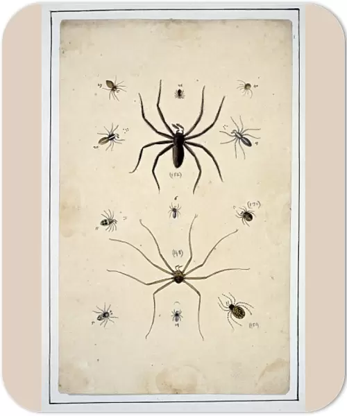 English spiders by Eleazar Albin