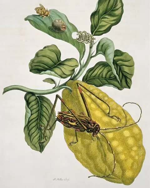 Acrocinus longimanus, harlequin beetle and Citrus medica, et