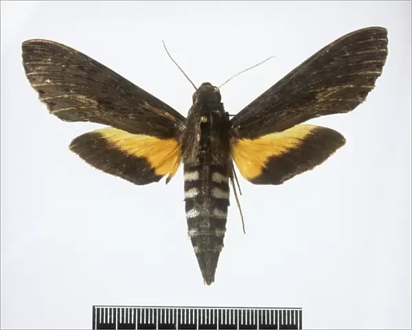 Erinnyis alope subspecies dispersa, alope sphinx moth