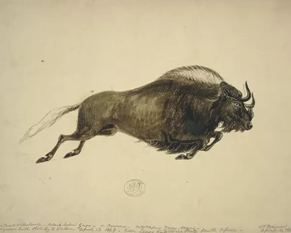 Connochaetes gnou, black wildebeest