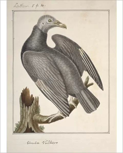 Coragyps atratus, black vulture