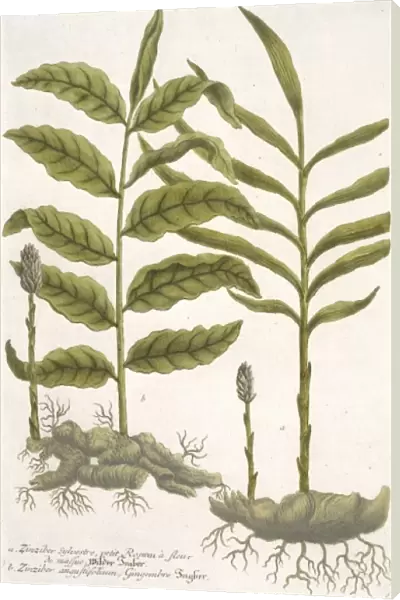 Zingiber sylvestre & Z. angustifolium, ginger