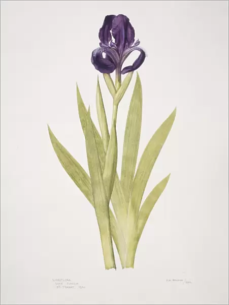 Iris subbiflora, bearded iris