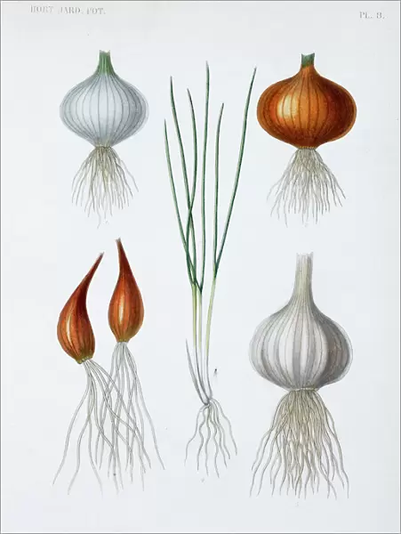 Food plant bulbs