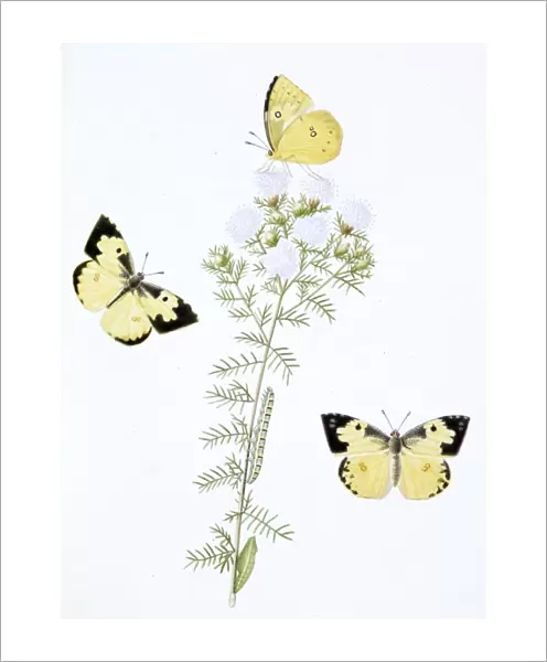 Papilio, clouded yellow butterfly