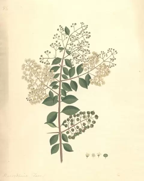 Lawsonia inermis, henna plant