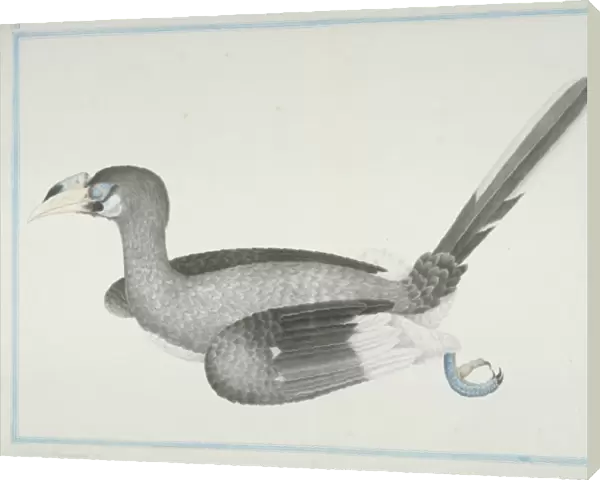 Anthracoceros albirostris convexus, Oriental pied hornbill