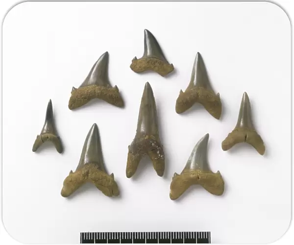 Odontaspis robusta, sand tiger shark teeth