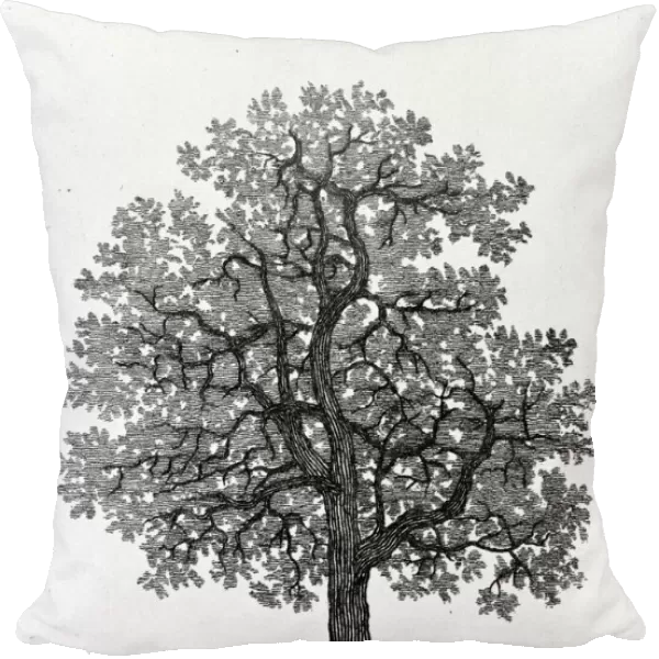 Quercus, oak