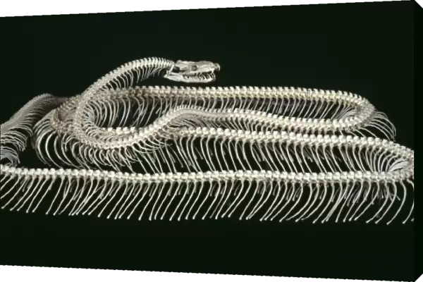 Python molurus, tiger python