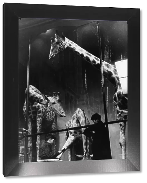 Boys sketching giraffes, 1949. The Natural History Museum