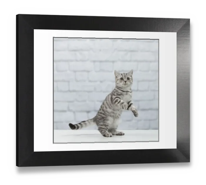 Framed Print : British Shorthair Kitten Print Framed Print : British Shorthair Kitten Print