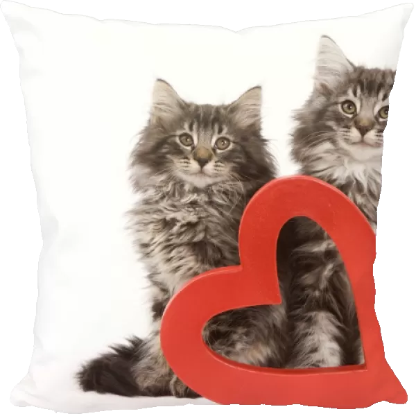 Cat - Norwegian forest kittens sitting beside red cut-out heart