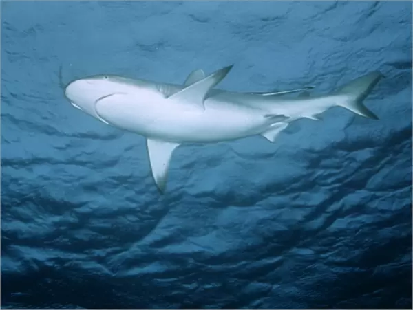 Blacktip Reef  /  Whaler Shark