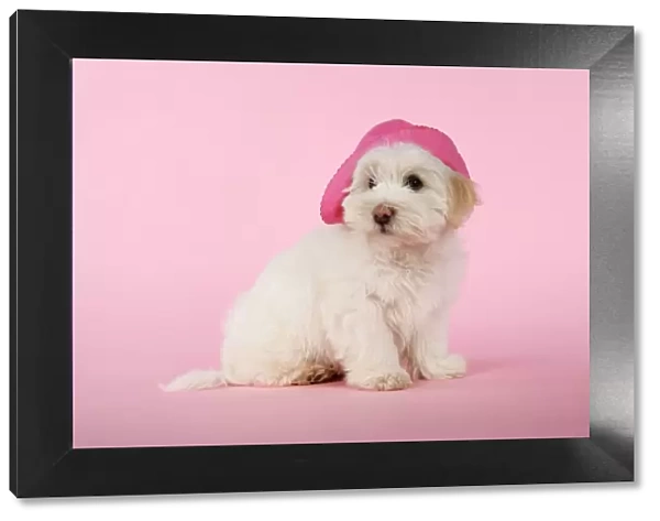 DOG - Coton de Tulear puppy (8 wks old) wearing a pink hat
