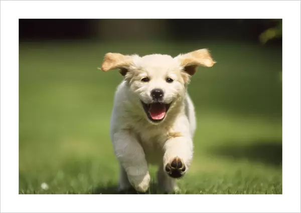 Golden Retriever Dog - puppy running towards camera