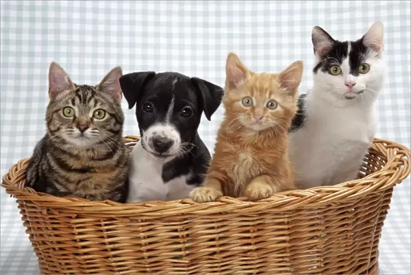 Three kittens and a puppy in a basket