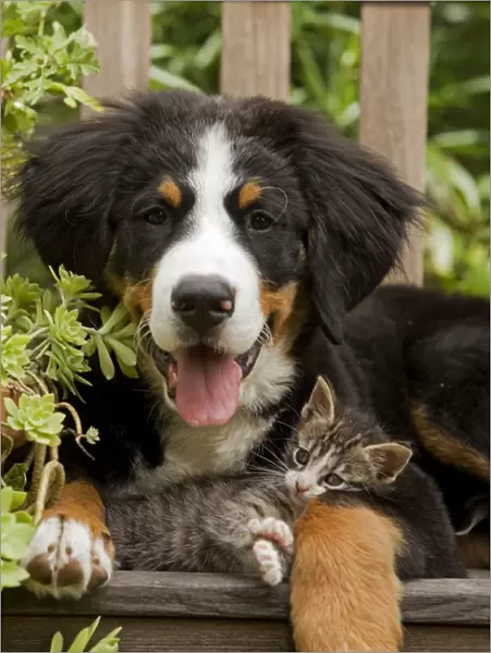 Bernese Mountain Dog - three month of puppy with two month old tabby kitten