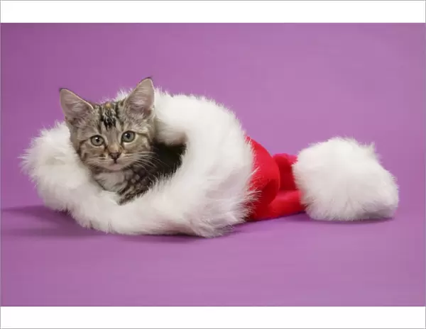 Kitten in a Christmas hat