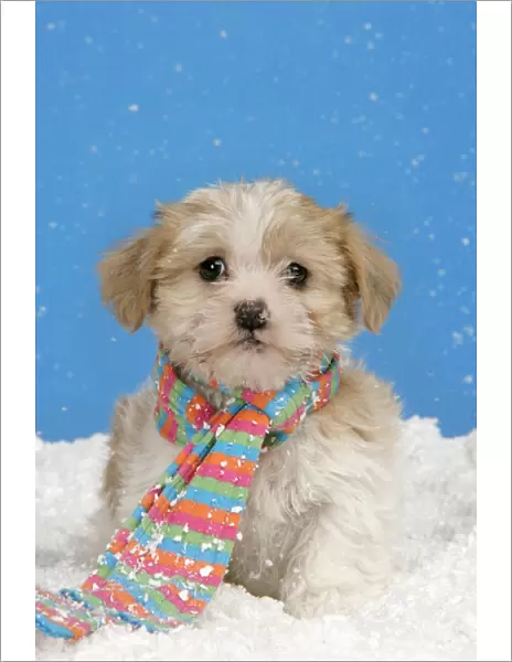Dog. Lhasa Apso cross puppy (7 weeks old) with scarf on in snow