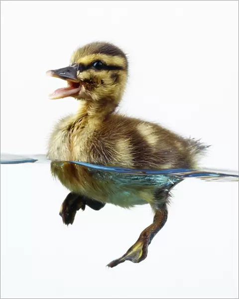 Mallard Duck - duckling in water
